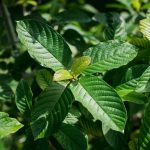 Unveiling the Power of Kratom: A Comprehensive Kats Botanicals Review