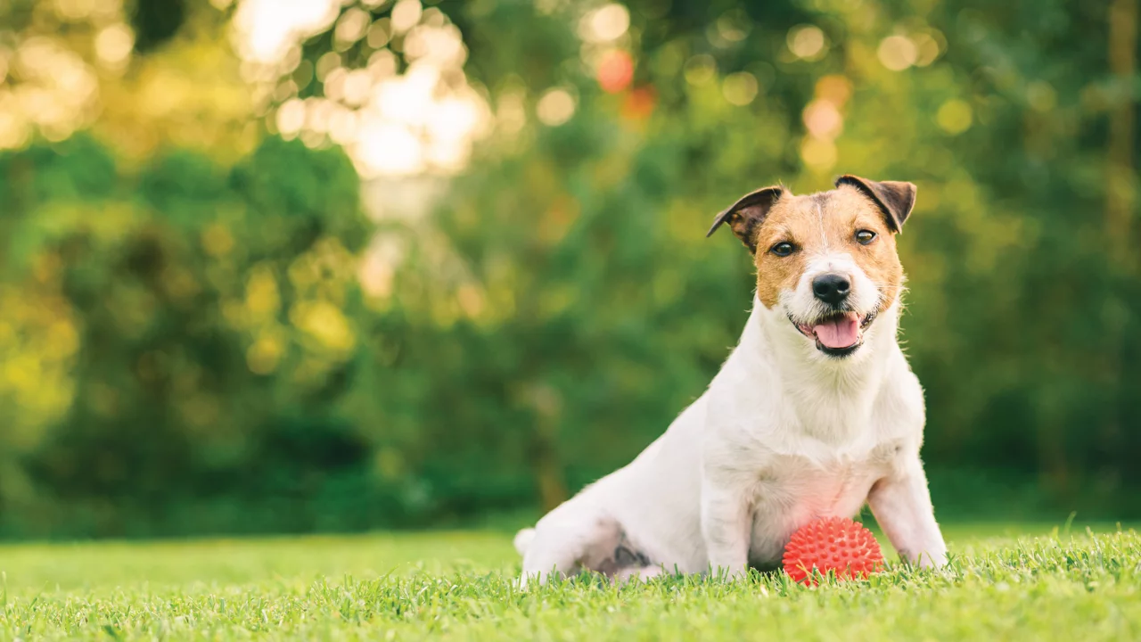 dog sitting grass toy