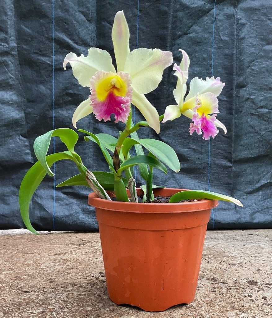 Cattleya orchid farm wholesale