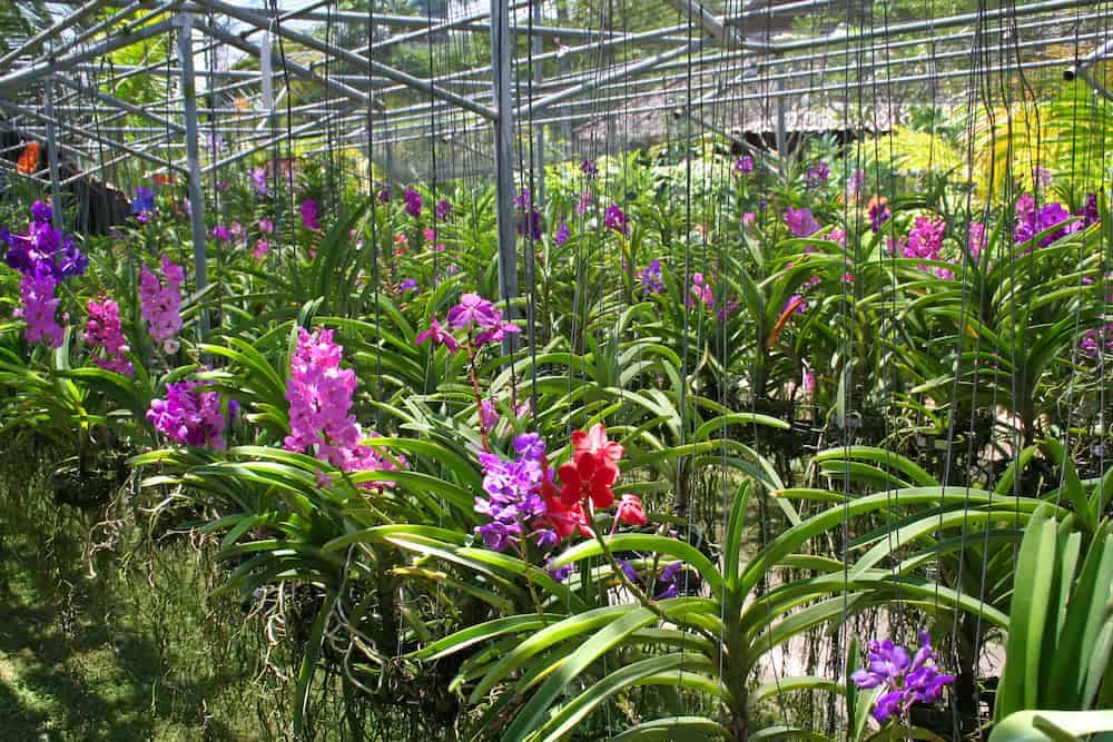 How Orchid Farm Wholesale Handles Flower Delivery for Cattleya Orchids