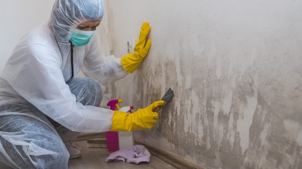 mould removal brisbane