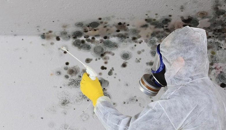 What Is Mould Remediation? A Complete Homeowner’s Guide
