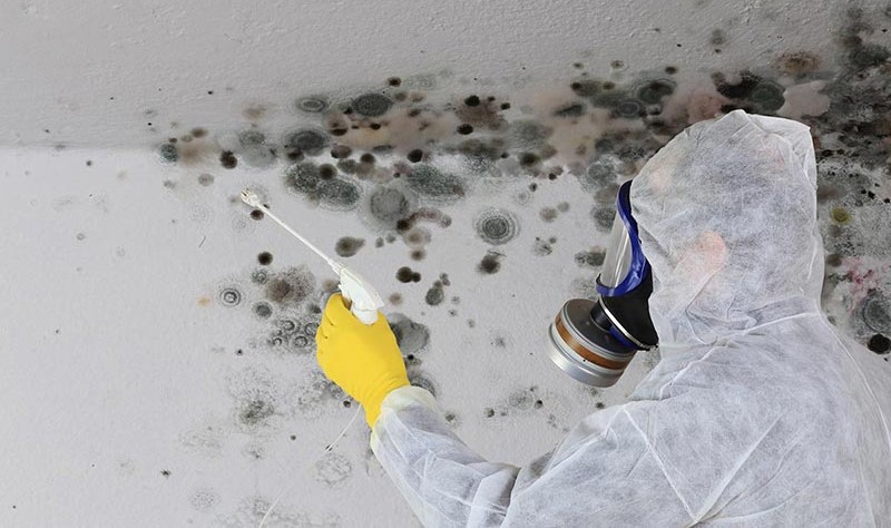 What Is Mould Remediation? A Complete Homeowner’s Guide
