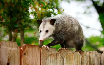 professional wildlife removal services near me